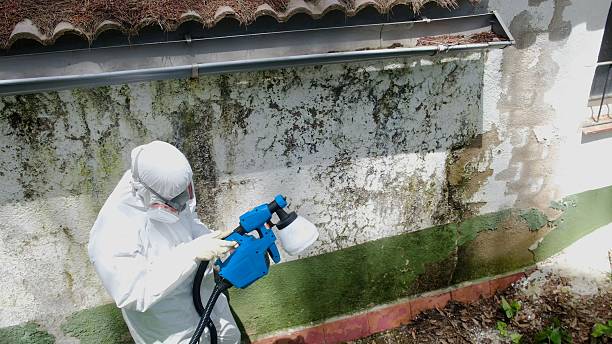 Top rated local Attic Mold Removal specialists in Texas, TX